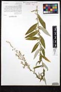 Artemisia douglasiana image