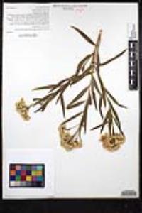 Baccharis salicifolia image