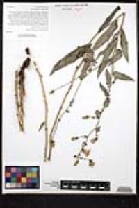 Stephanomeria cichoriacea image