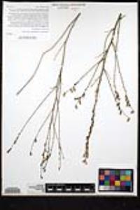 Stephanomeria virgata image