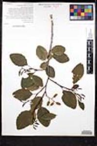 Alnus rhombifolia image