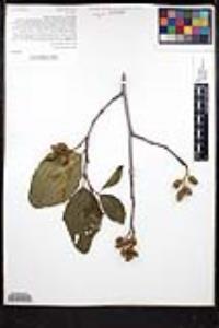Alnus rhombifolia image