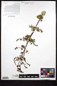 Lonicera subspicata image