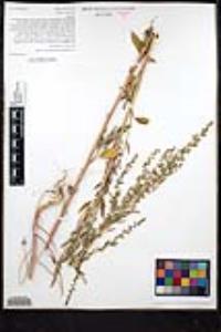 Chenopodium leptophyllum image
