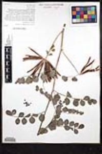 Hosackia crassifolia image
