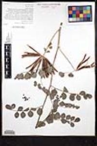 Hosackia crassifolia var. crassifolia image