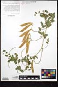 Lathyrus vestitus var. vestitus image