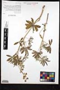Lupinus formosus image