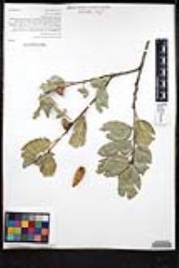 Quercus agrifolia var. agrifolia image