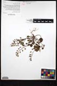 Phacelia longipes image