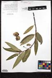 Umbellularia californica image