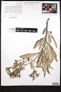Eriodictyon crassifolium var. nigrescens image