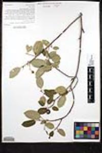 Frangula californica subsp. californica image