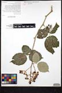 Rubus armeniacus image