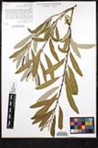 Salix lasiandra var. lasiandra image