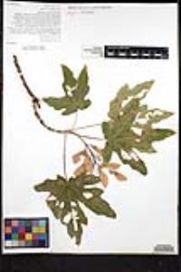 Acer macrophyllum image