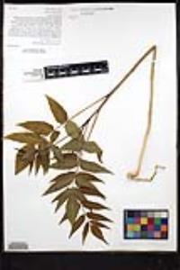 Ailanthus altissima image