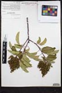 Malosma laurina image