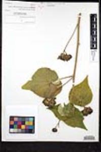 Abutilon grandifolium image