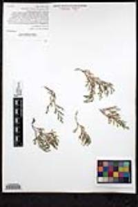 Selaginella bigelovii image