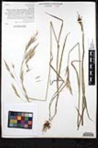 Bromus carinatus var. carinatus image