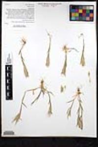 Hordeum murinum image