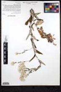 Pseudognaphalium biolettii image