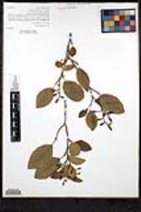 Alnus rhombifolia image