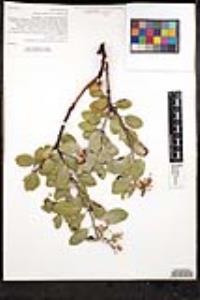 Arctostaphylos glandulosa subsp. glandulosa image