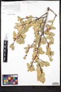 Quercus wislizeni image