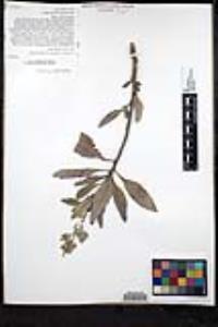 Eriodictyon crassifolium var. nigrescens image