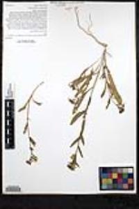 Camissoniopsis bistorta image