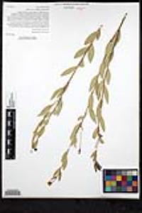 Dendromecon rigida image