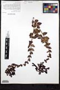 Keckiella cordifolia image