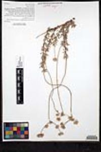 Eriogonum fasciculatum image