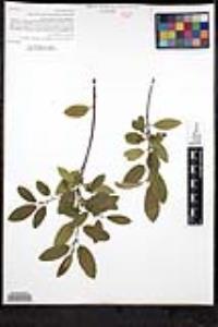 Frangula californica subsp. californica image