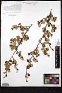 Cercocarpus montanus image