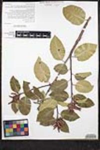 Rhus ovata image