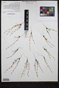 Pectocarya linearis image