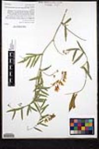 Lathyrus vestitus var. vestitus image