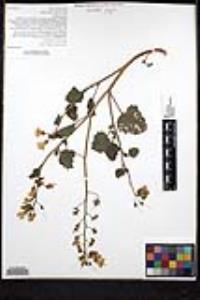 Phacelia minor image
