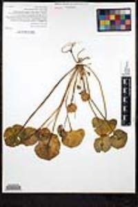 Claytonia perfoliata image