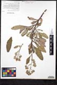 Eriodictyon crassifolium var. nigrescens image