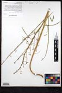 Eulobus californicus image