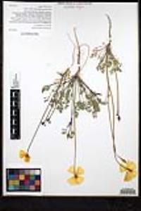 Eschscholzia californica image
