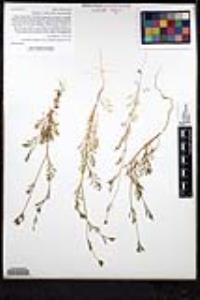 Gilia achilleifolia subsp. multicaulis image