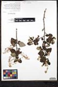 Ceanothus oliganthus var. oliganthus image
