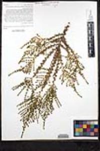 Adenostoma fasciculatum image