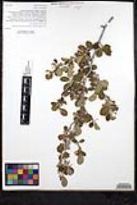 Cercocarpus montanus image