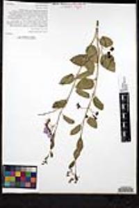 Solanum umbelliferum image